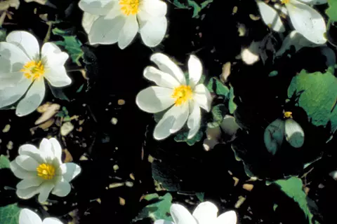 Sanguinaria