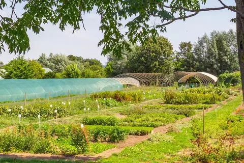 Garten mit Heilpflanzen