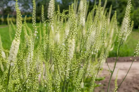 Bild von einer Traubensilberkerze oder Cimicifuga