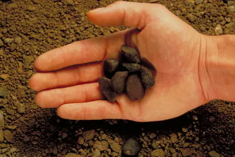 Hand hält Ignatiusbohnen