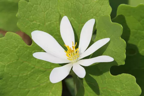 Bild einer Sanguinaria oder Blutwurzel