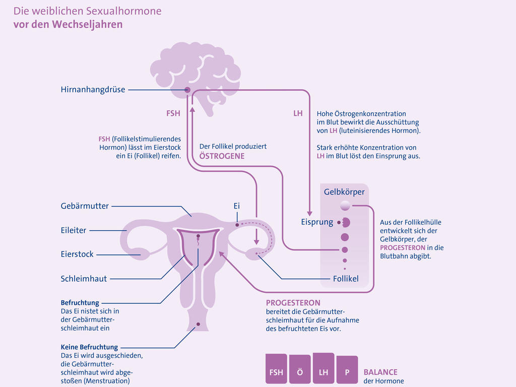 Die hormonelle Ursache der Wechseljahre