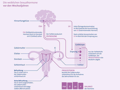 Grafik: Die weiblichen Sexualhormone vor den Wechseljahren