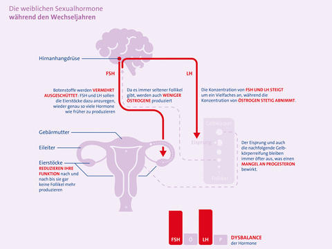 Grafik: Die weiblichen Sexualhormone während den Wechseljahren