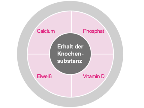 Kreisdiagramm zum Erhalt der Knochensubstanz: Calcium, Phosphat, Eiweiß, Vitamin D
